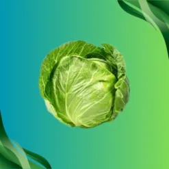 Green Cabbage