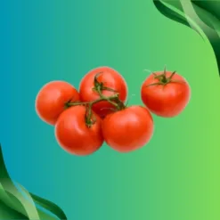 Tomato (Vine-Ripened)