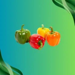Bell Peppers (Mixed Colors)
