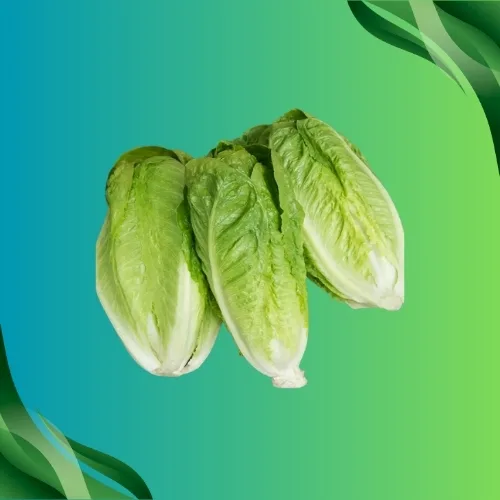 Zucchini