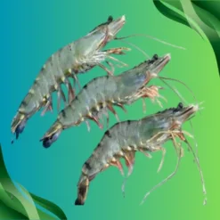 Wild-Caught Shrimp