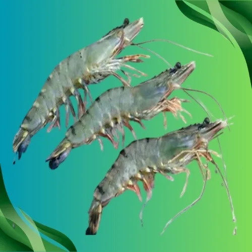 Wild-Caught Shrimp